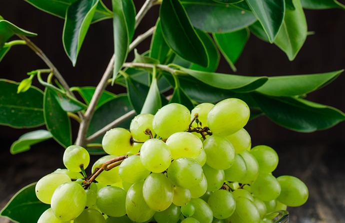 Assortiment de vins fins de qualité supérieure pour connaisseurs